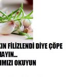 Filizlenen sarımsağı atmayın