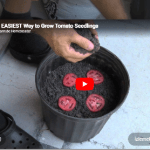 Evde saksıda domates yetiştirin