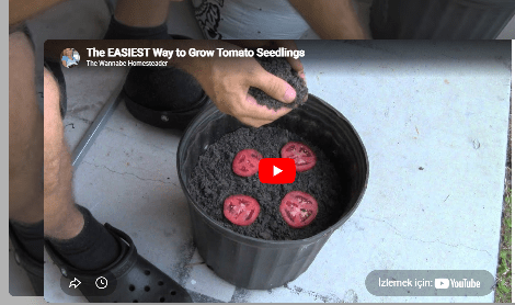 Evde saksıda domates yetiştirin