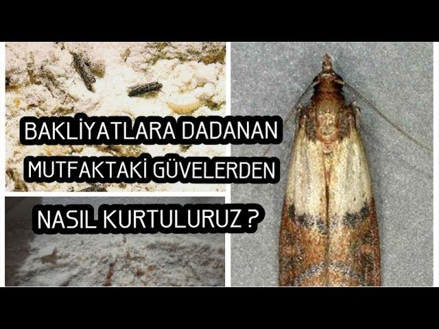MUTFAK VE DOLAPLARINIZDAKİ GÜVELERDEN NASIL KURTULURSUNUZ