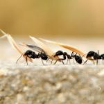 Mutfaktaki karıncalardan öldürmeden nasıl kurtulursunuz