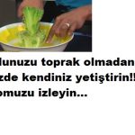 EVDE SUDA MARUL YETİŞTİRME