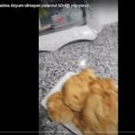 3 Yufka ile palamut böreği tarifi