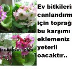 Ev bitkinizi canlandırmak için toprağa bakın ne eklemelisiniz