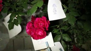 Read more about the article Hıdırellez gecesi bunları yapmayı unutmayın