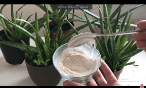 Read more about the article Aloe vera bitkisine bundan 1 kaşık verin coşsun