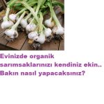 EVİNİZDE ORGANİK SARIMSAK YETİŞTİRME