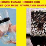En kolay sivrisinek tuzağı nasıl yapılır