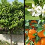 Kabızlığa karşı Doğal kür