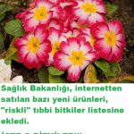 Sağlık Bakanlığının riskli gördüğü o bitkiler neler