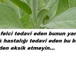 Felç ve bir çok hastalığı tedavi eden bitkiyi biliyor musunuz