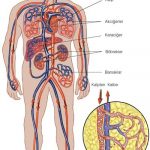 Kan dolaşımının bozuk olduğunu nasıl anlarsın