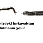 Evinizdeki kırkayaktan kurtulmanın yolu!