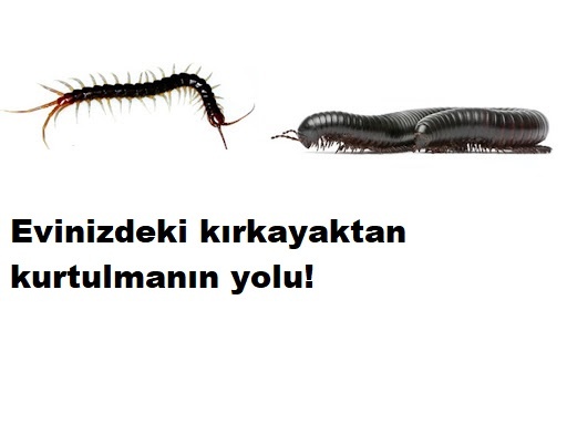 Evinizdeki kırkayaktan kurtulmanın yolu!